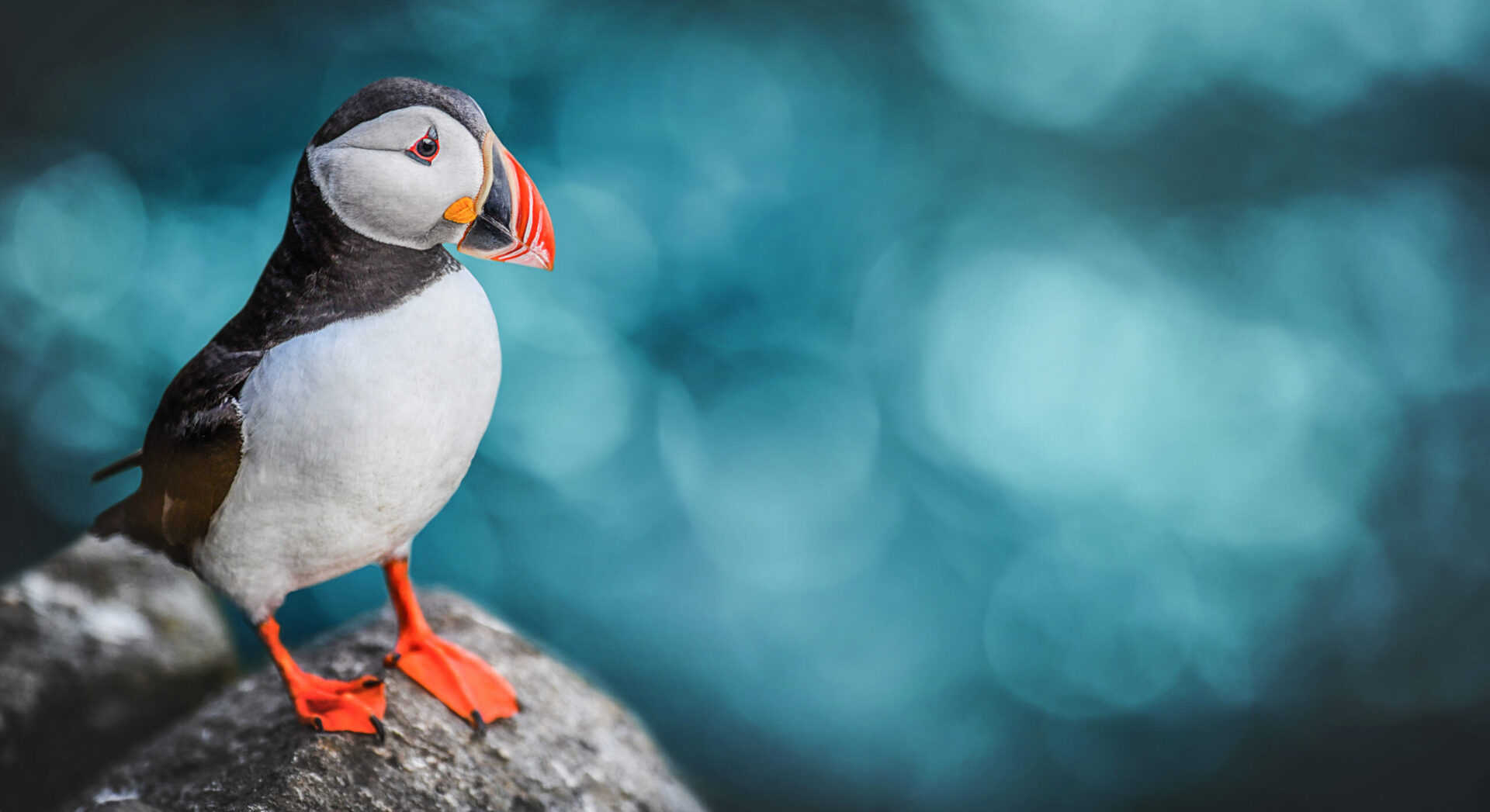 Atlantic Puffins bird or common Puffin in ocean blue background. Fratercula arctica. Norway most popular birds.