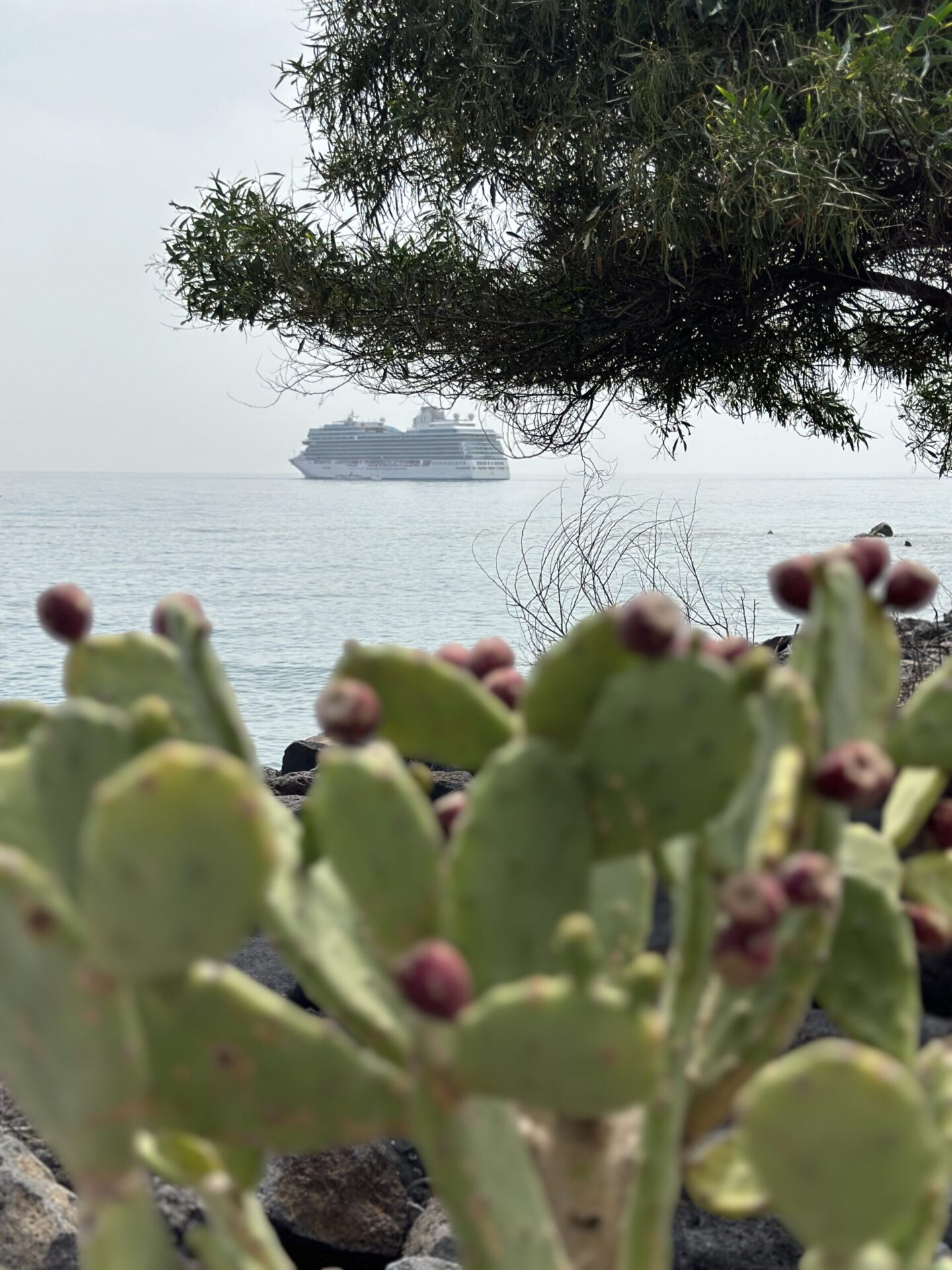 OCEANIA CRUISES - VISTA - Gallery Image