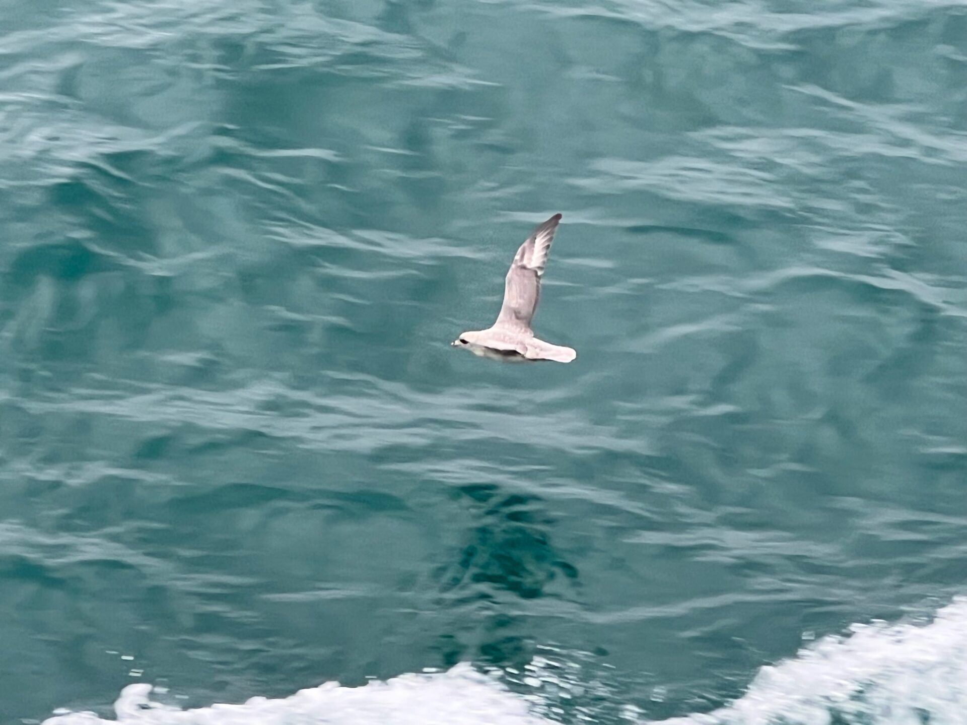 Silversea Silver Cloud Arctic Expeditions Svalbard 25-07-2022 - Gallery Image