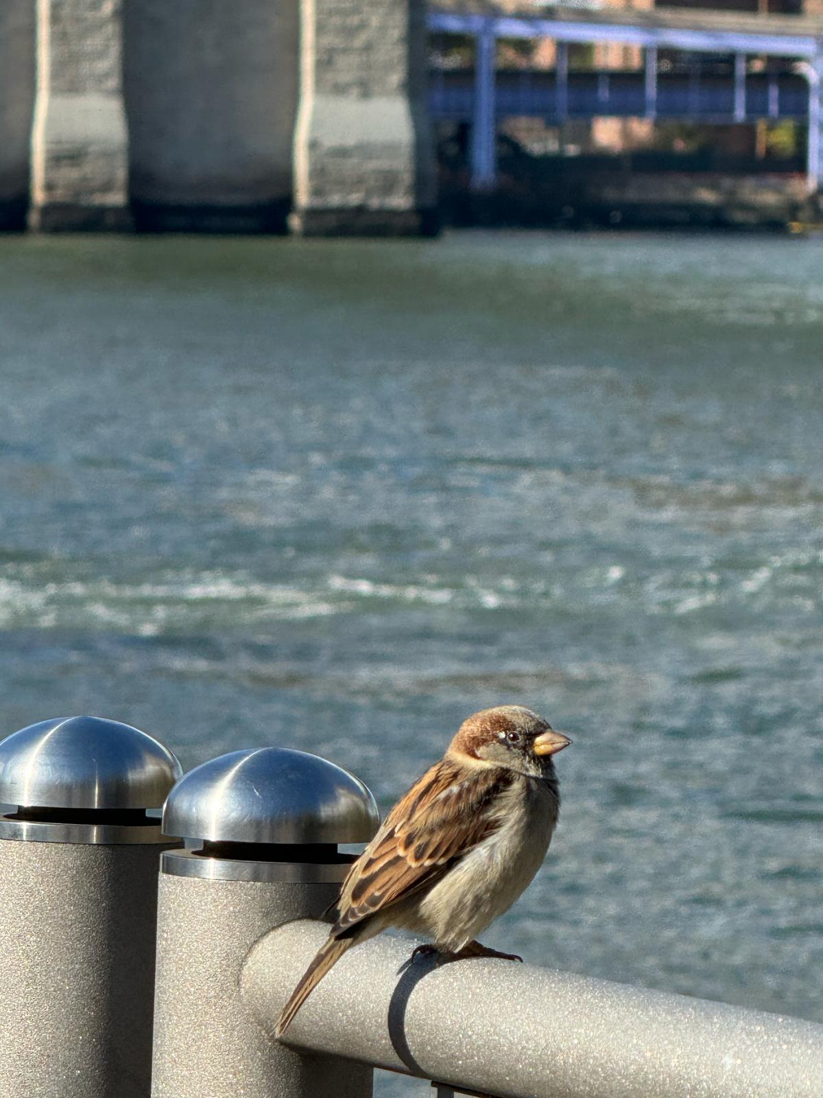 New York Viaggio di Gruppo 10-16 Ottobre 2024 - Gallery Image