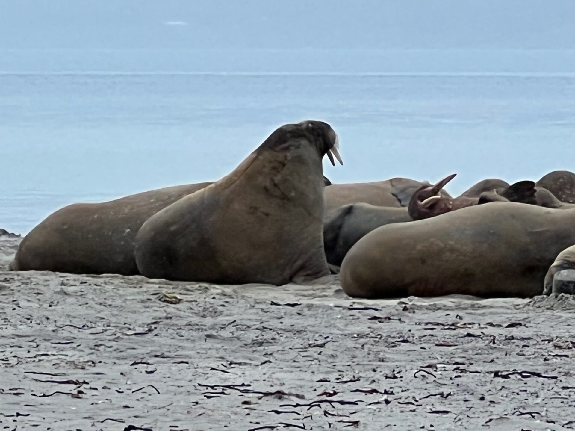 Silversea Silver Cloud Arctic Expeditions Svalbard 25-07-2022 - Gallery Image