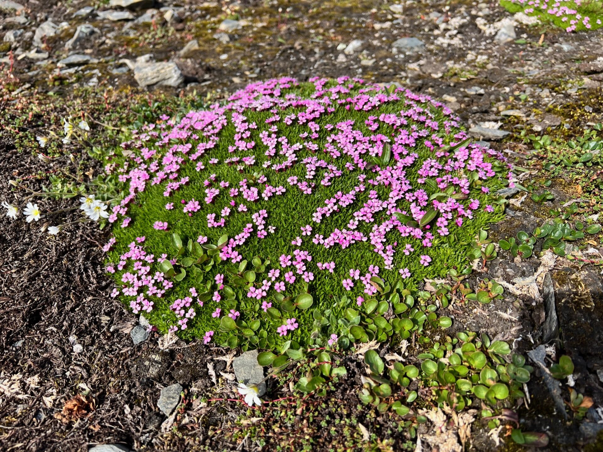 Silversea Silver Cloud Arctic Expeditions Svalbard 25-07-2022 - Gallery Image