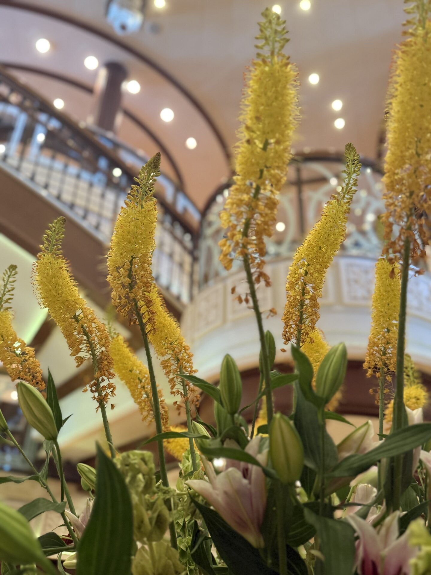 Cunard - Queen Victoria - Gallery Image