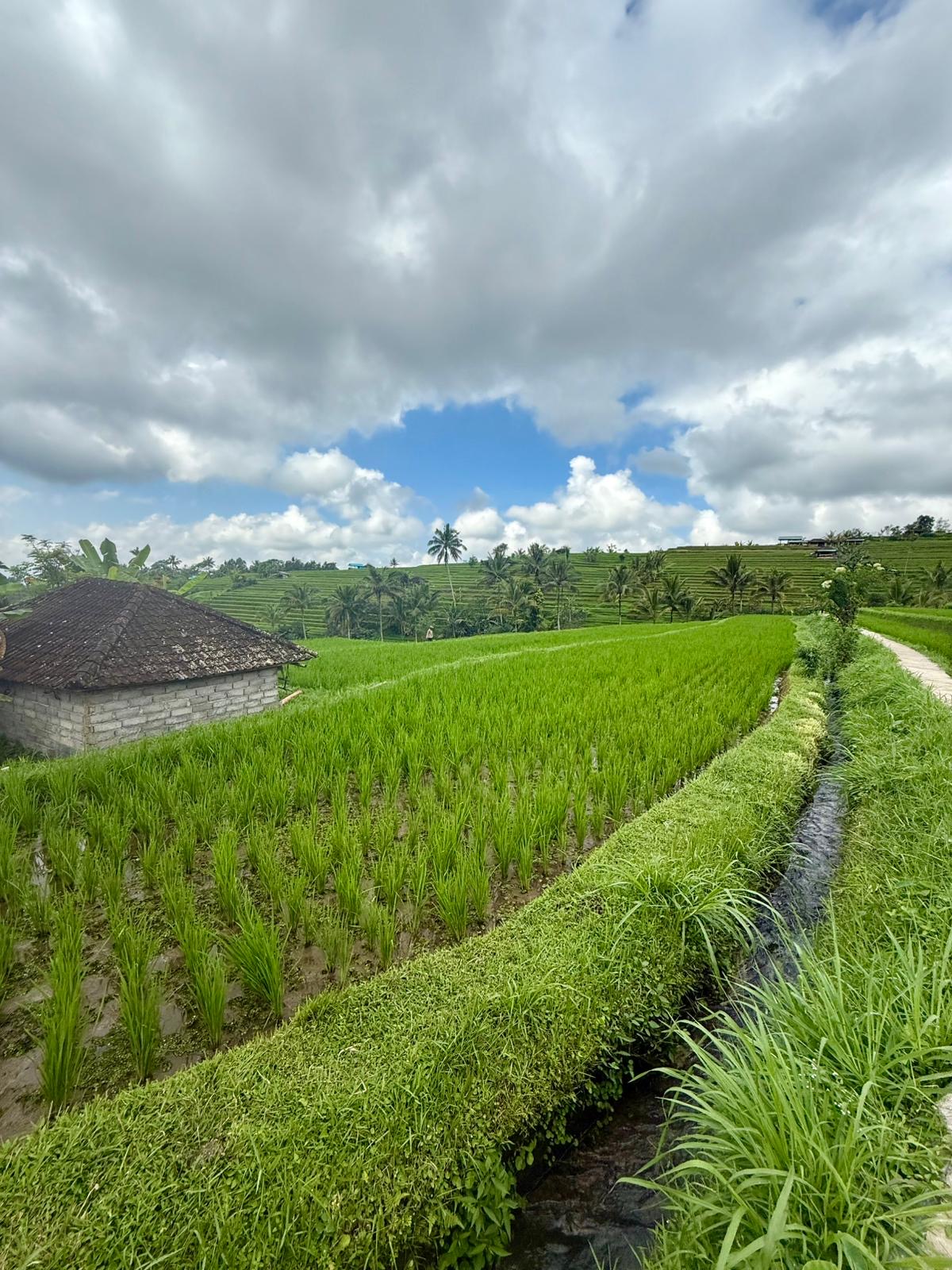 Bali 2025 - Gallery Image