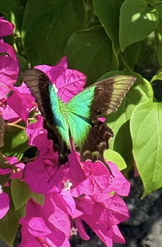 Bali 2025 - Gallery Image