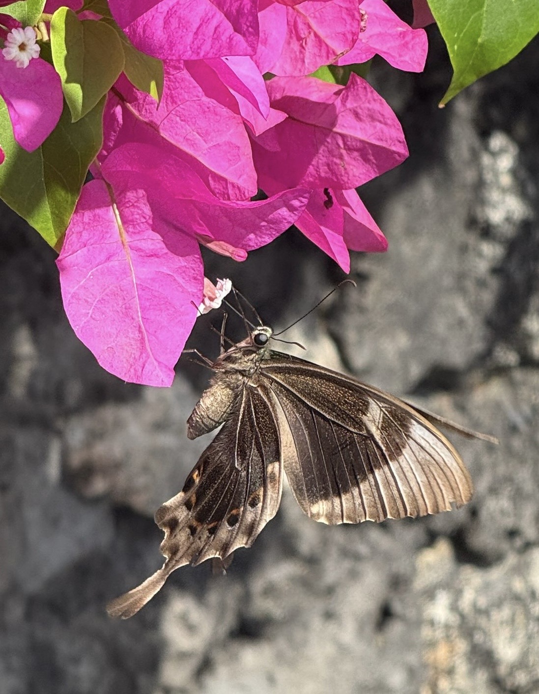 Bali 2025 - Gallery Image