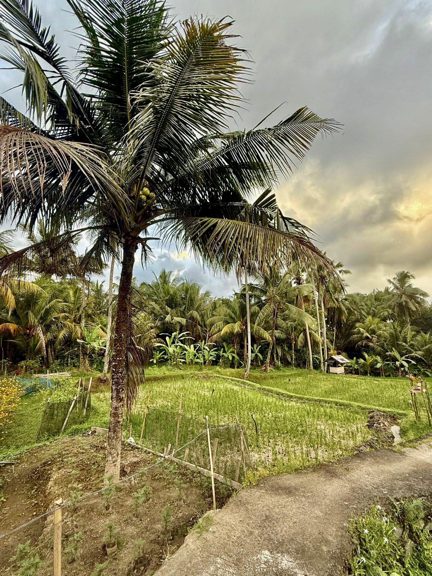 Bali 2025 - Gallery Image