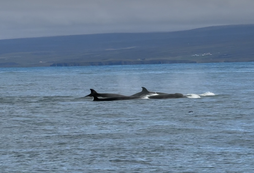 Islanda Hùsavik - Gallery Image