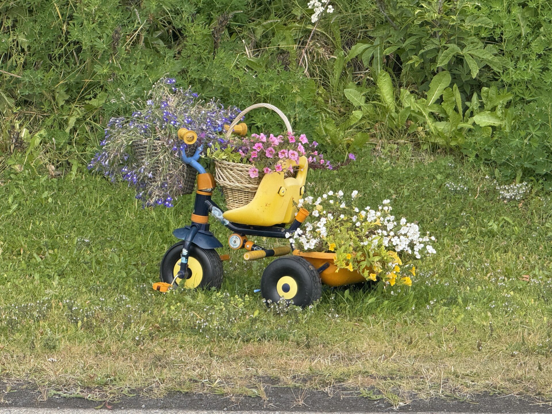 Islanda Hùsavik - Gallery Image