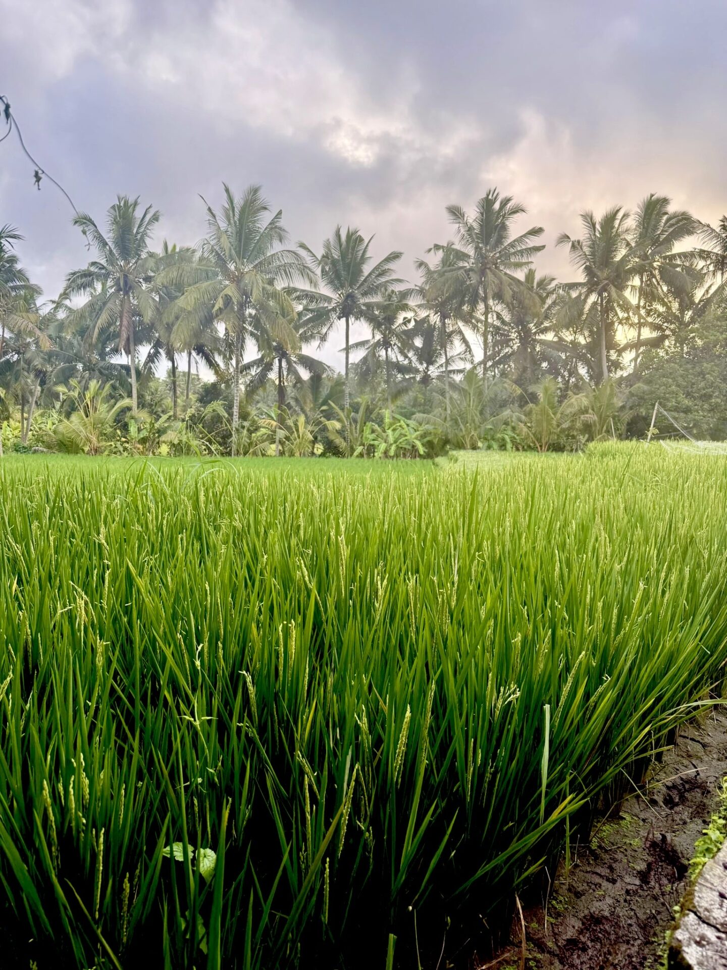 Bali 2025 - Gallery Image